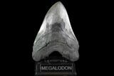 Serrated, Fossil Megalodon Tooth - Giant Meg Tooth #91195-2